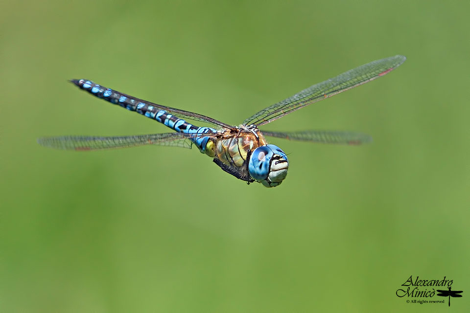 Aeshna affinis (Vander Linden, 1820) ♂