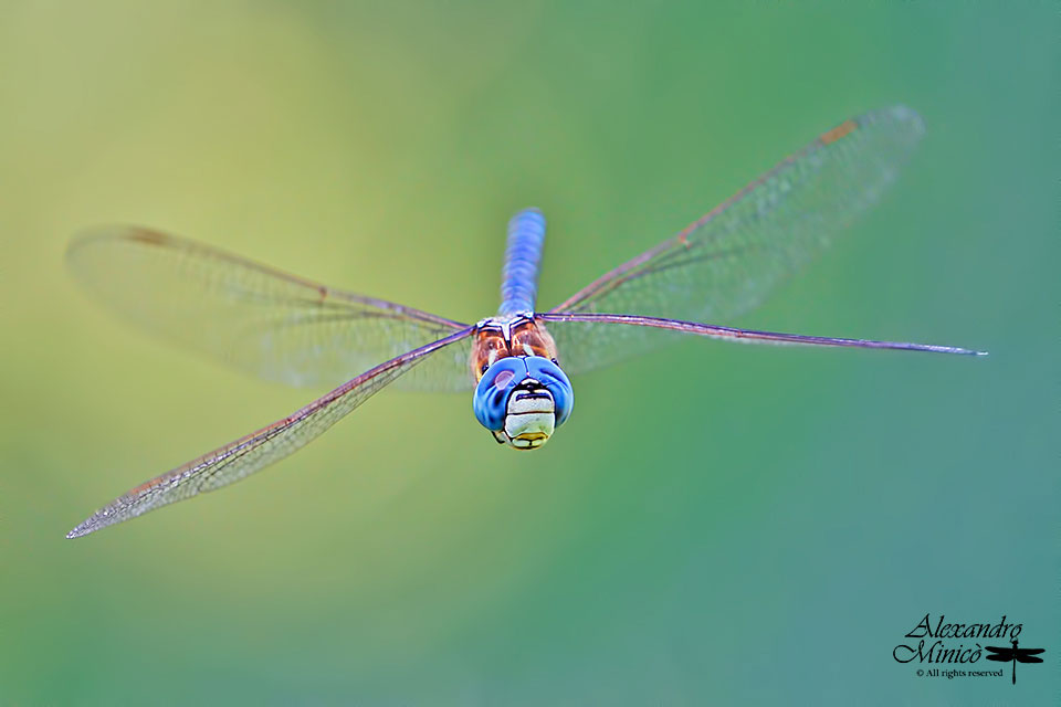 Aeshna affinis (Vander Linden, 1820) ♂