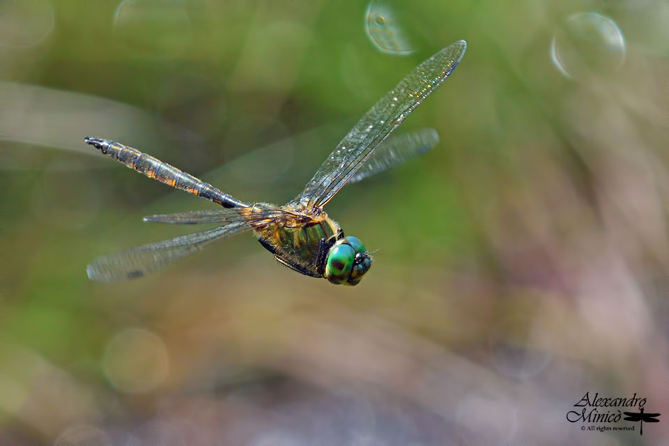 Somatochlora flavomaculata (Vander Linden, 1825) ♂