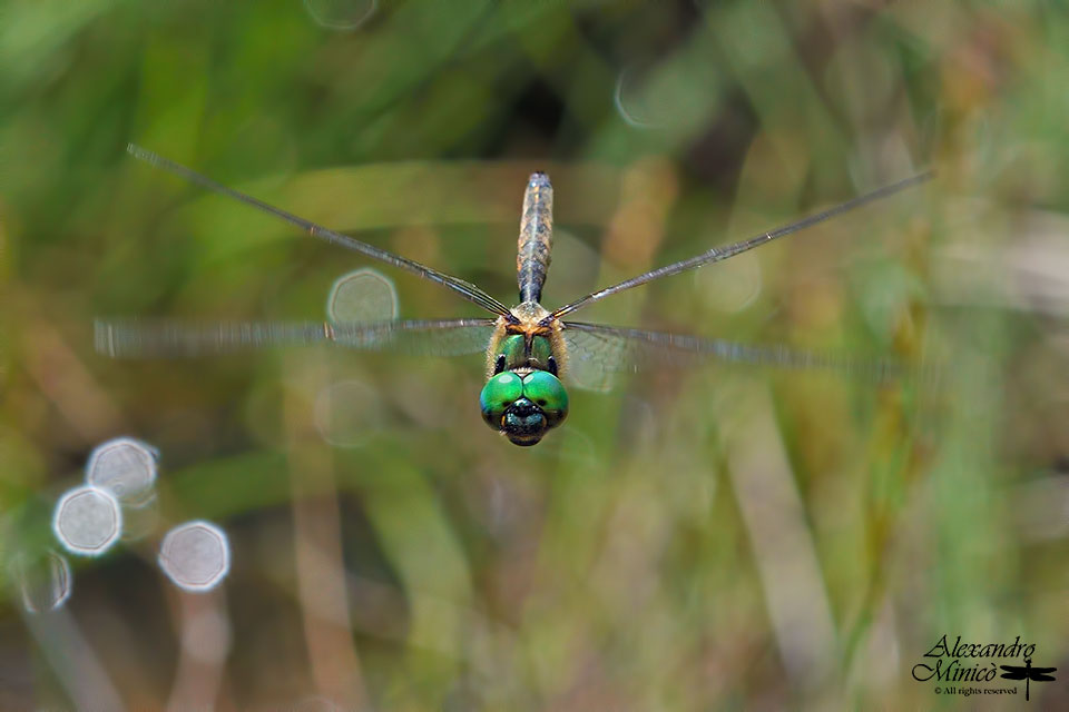 Somatochlora flavomaculata (Vander Linden, 1825) ♂