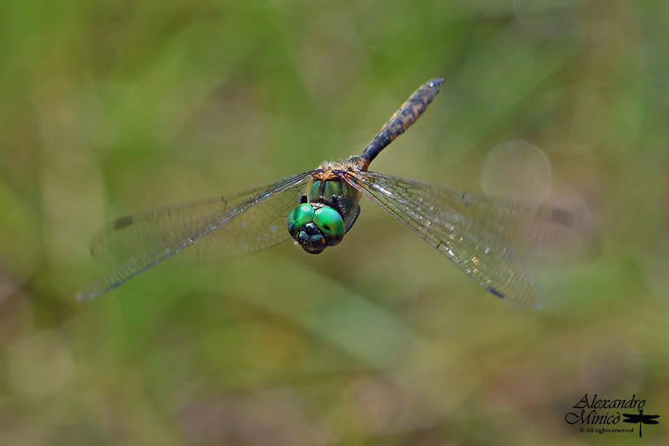 Somatochlora flavomaculata (Vander Linden, 1825) ♂