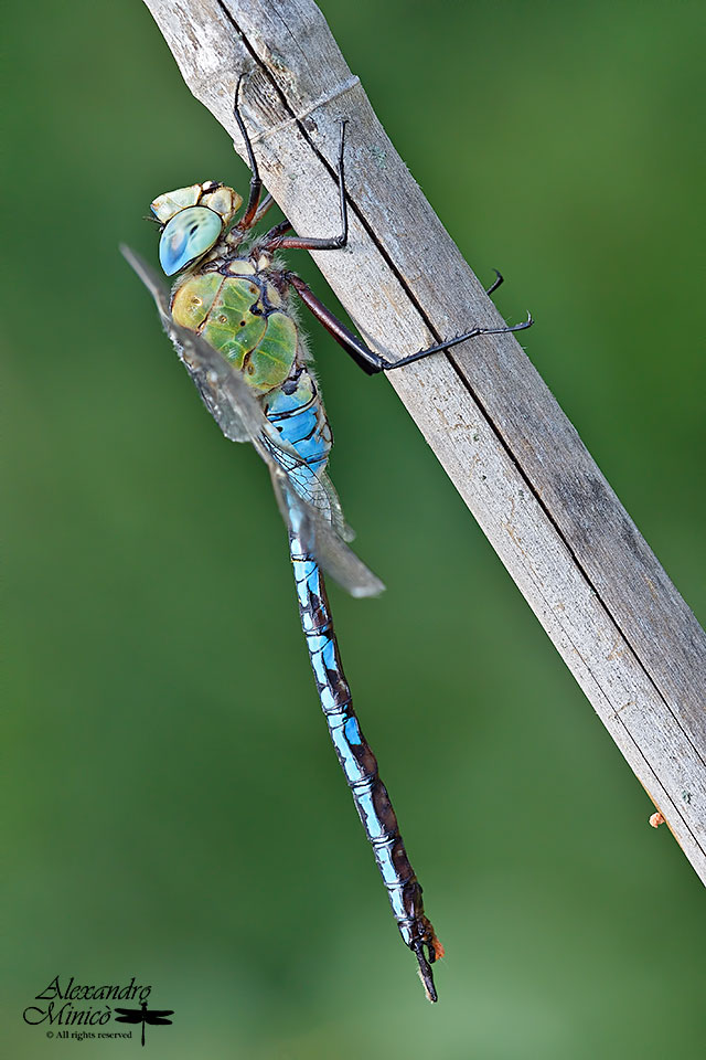 Anax imperator (Leach, 1815) ♂