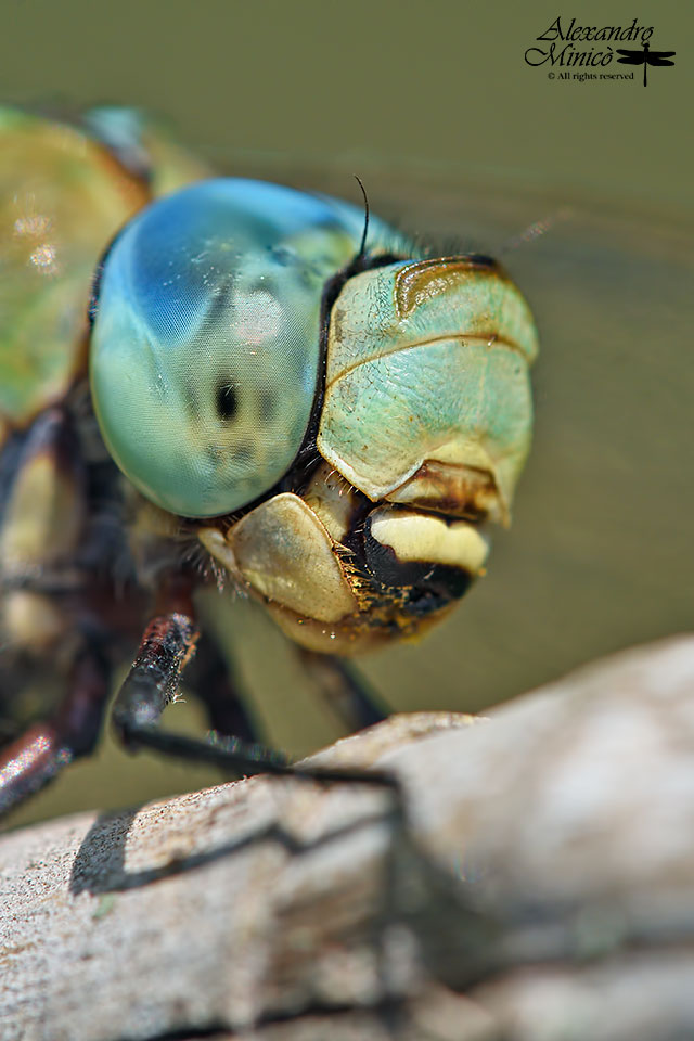 Anax imperator (Leach, 1815) ♂