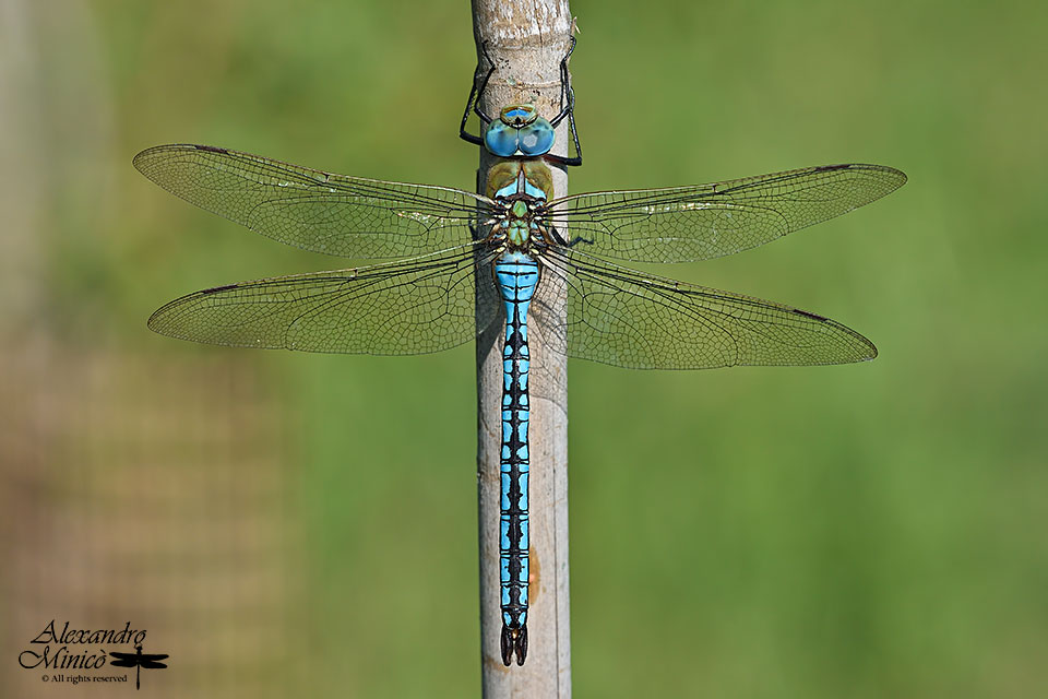Anax imperator (Leach, 1815) ♂