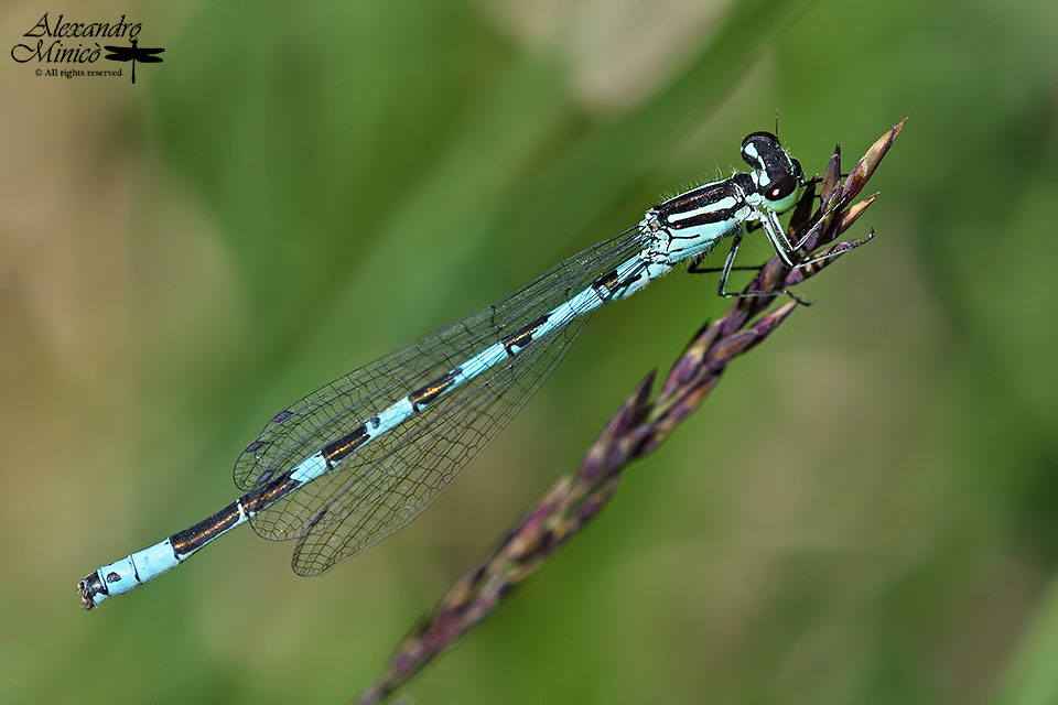 Coenagrion hastulatum (Charpentier, 1825) ♂