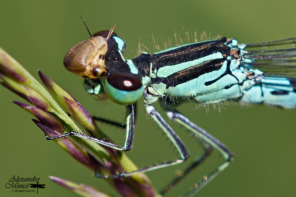 Coenagrion hastulatum (Charpentier, 1825) ♂