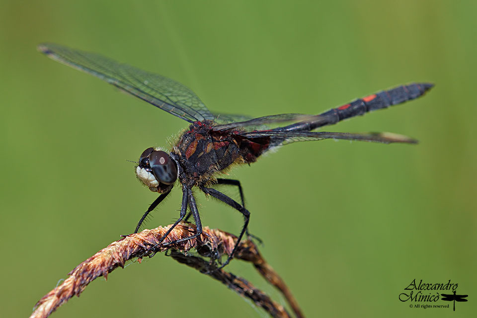 Leucorrhinia dubia (Vander Linden, 1825) ♂