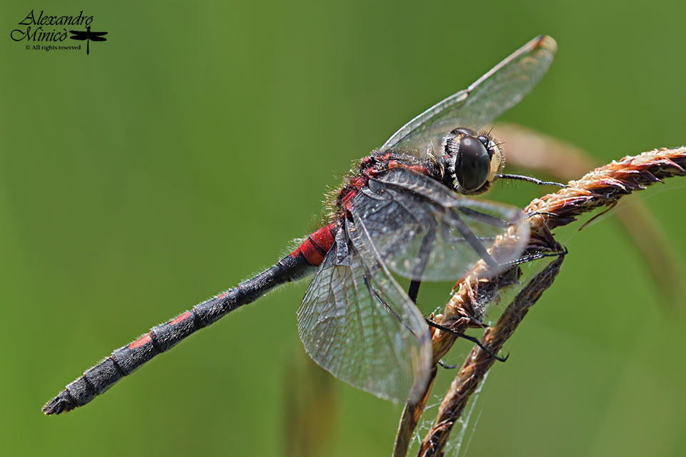 Leucorrhinia dubia (Vander Linden, 1825) ♂