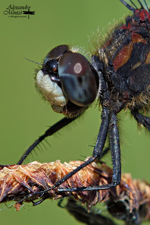 Leucorrhinia dubia (Vander Linden, 1825) ♂