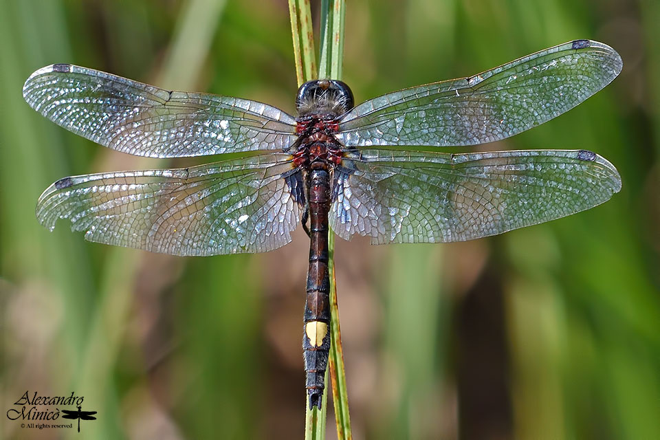 Leucorrhinia pectoralis (Vander Linden, 1825) ♂ e accoppiamento