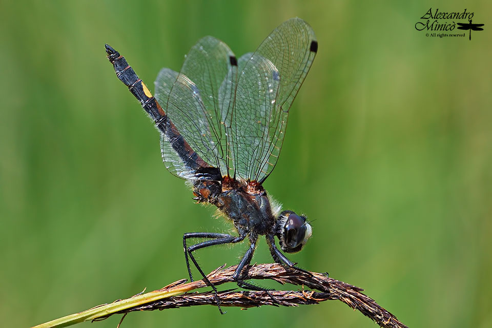 Leucorrhinia pectoralis (Vander Linden, 1825) ♂ e accoppiamento