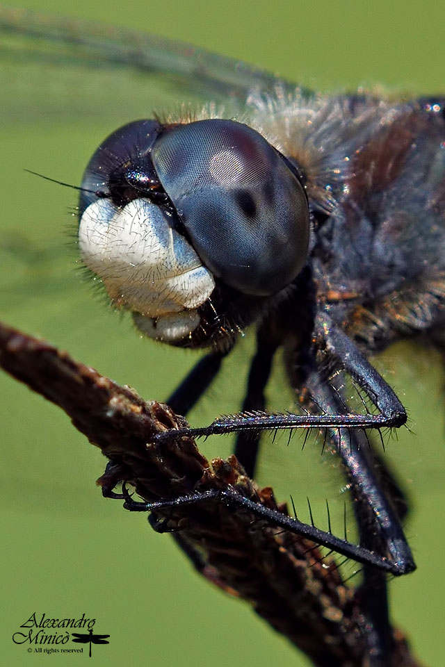 Leucorrhinia pectoralis (Vander Linden, 1825) ♂ e accoppiamento