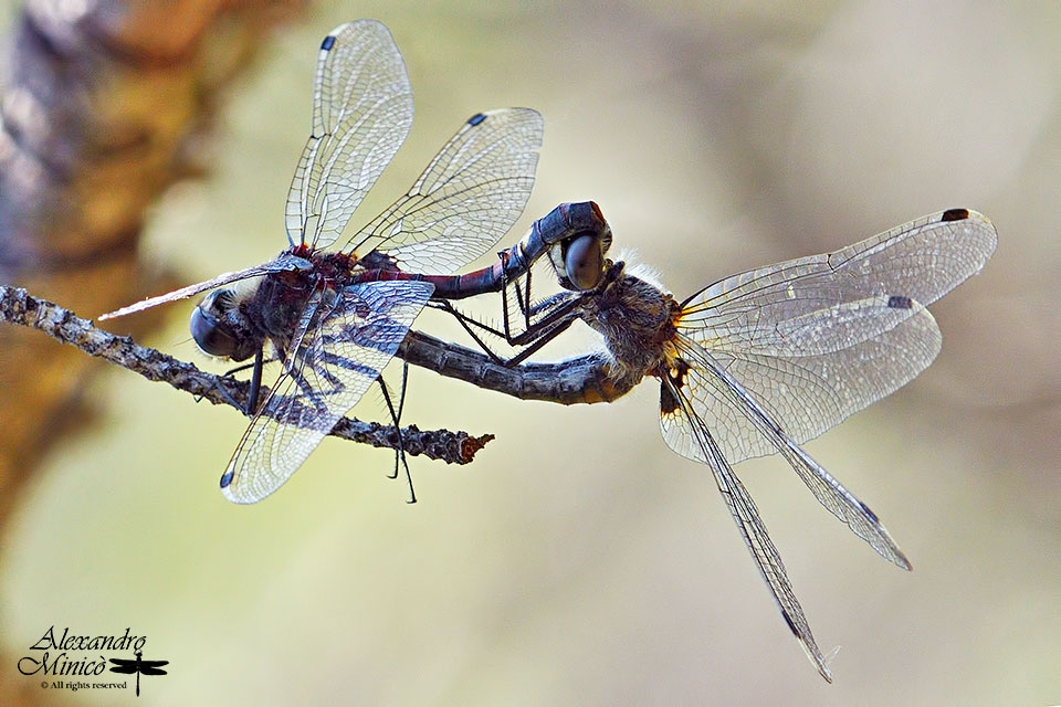Leucorrhinia pectoralis (Vander Linden, 1825) ♂ e accoppiamento