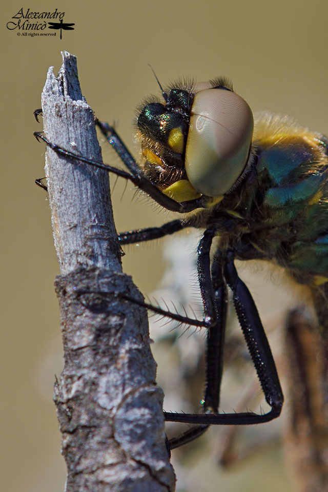 Somatochlora arctica (Zetterstedt, 1840) ♂ neosfarfallato