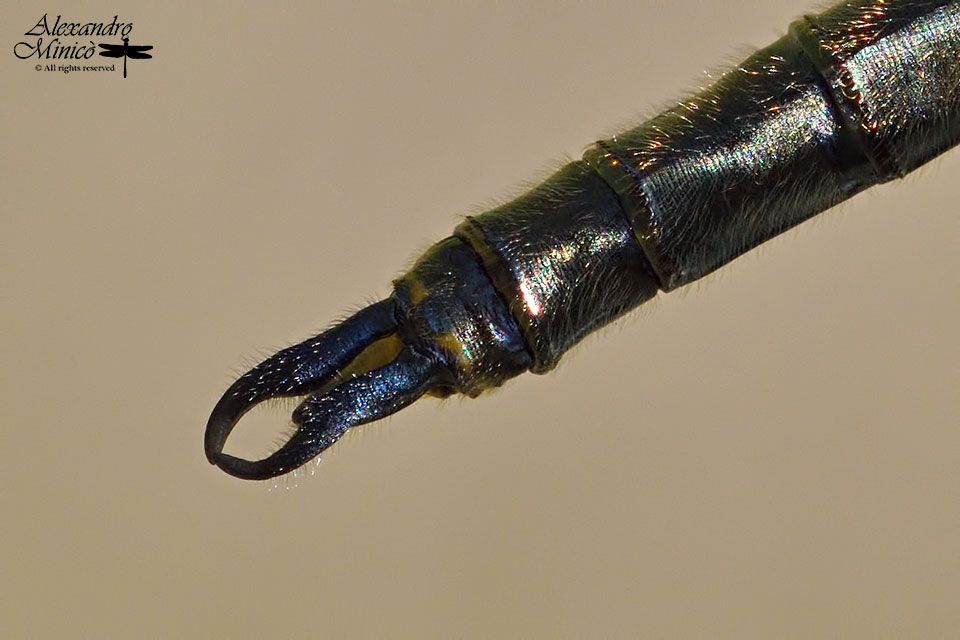 Somatochlora arctica (Zetterstedt, 1840) ♂ neosfarfallato