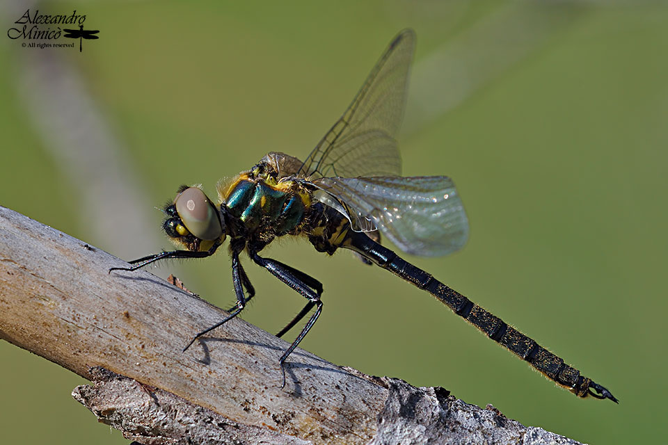 Somatochlora arctica (Zetterstedt, 1840) ♂ neosfarfallato