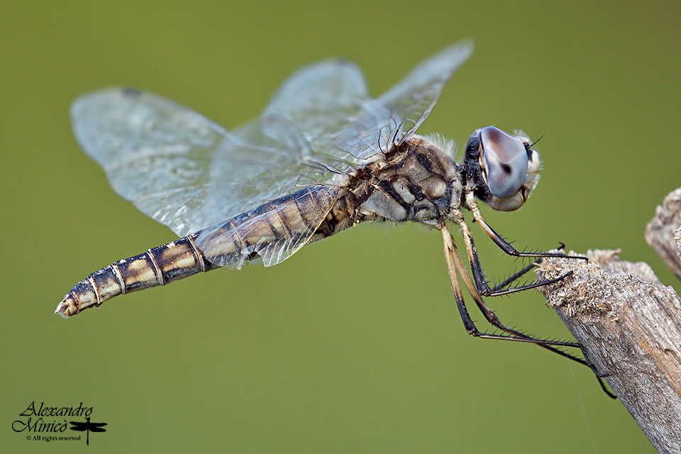 Selysiothemis nigra (Vander Linden, 1825) ♂ e ♀