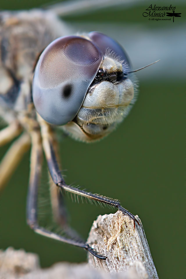 Selysiothemis nigra (Vander Linden, 1825) ♂ e ♀