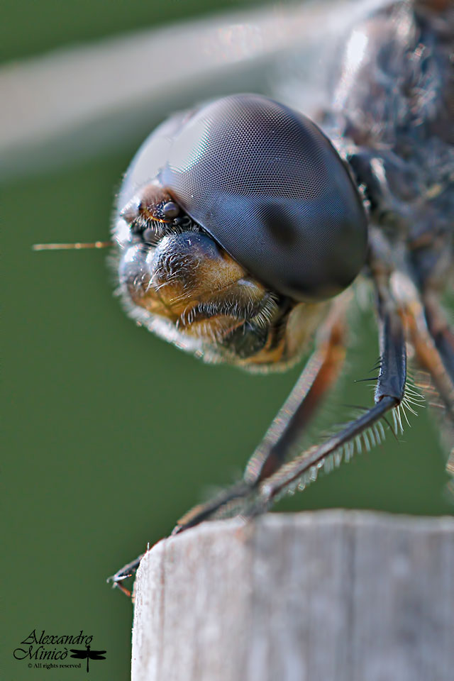 Selysiothemis nigra (Vander Linden, 1825) ♂ e ♀