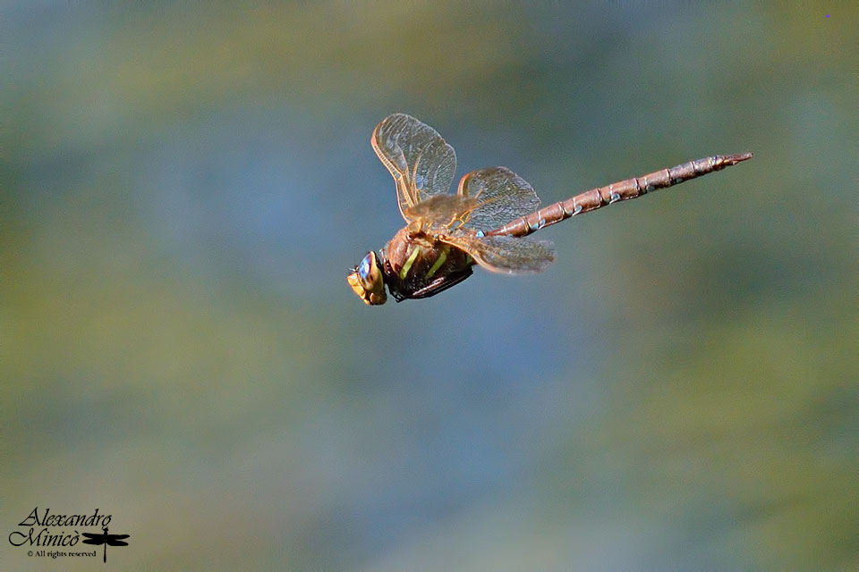 Aeshna grandis (Linnaeus, 1758) ♂