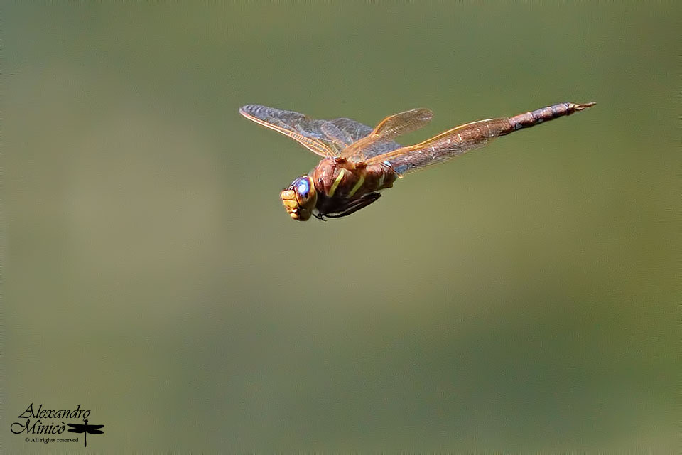 Aeshna grandis (Linnaeus, 1758) ♂