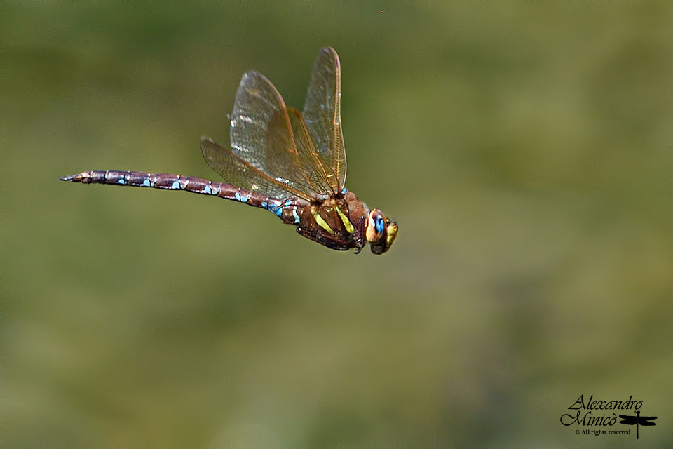 Aeshna grandis (Linnaeus, 1758) ♂