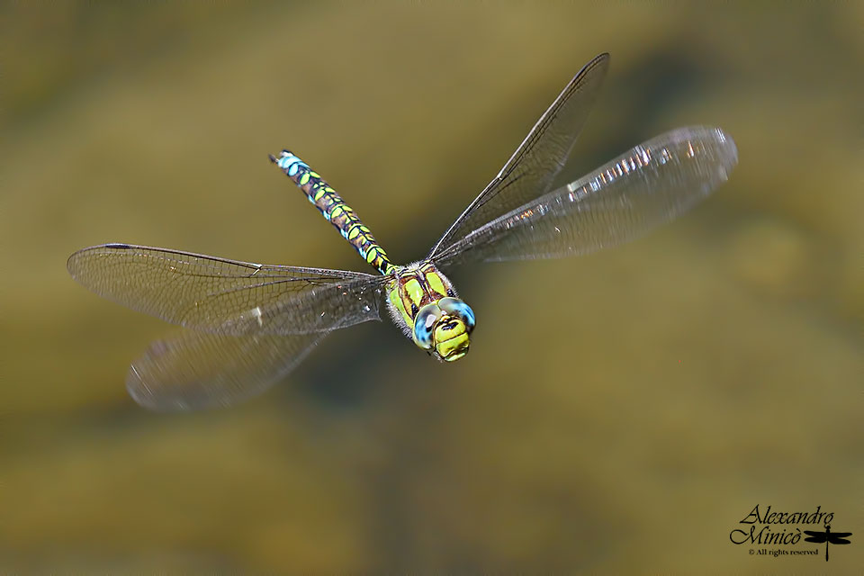 Aeshna cyanea (Mller, 1764) ♂