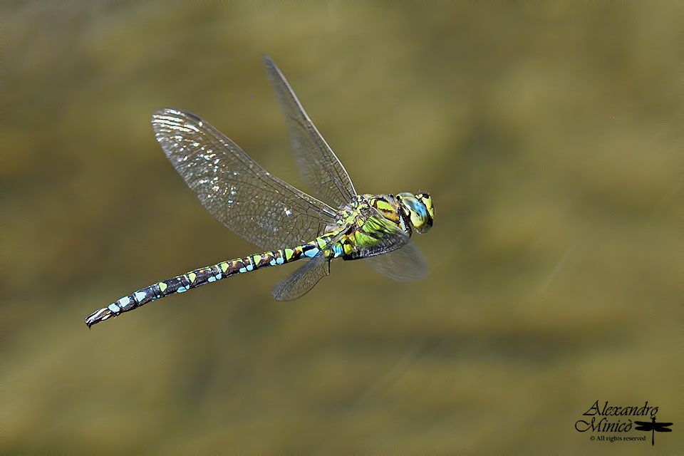 Aeshna cyanea (Mller, 1764) ♂