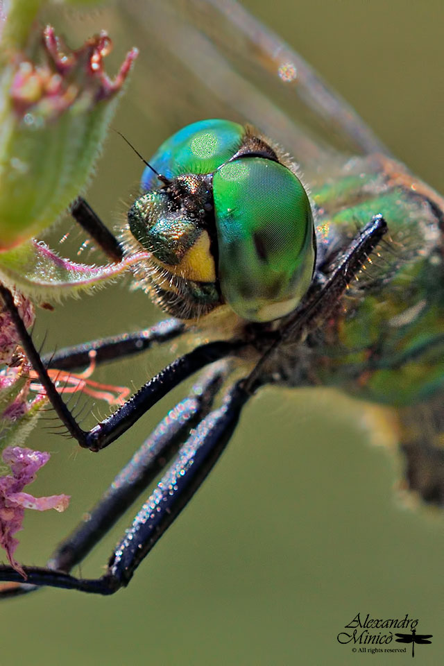 Somatochlora meridionalis (Nielsen, 1935) ♂