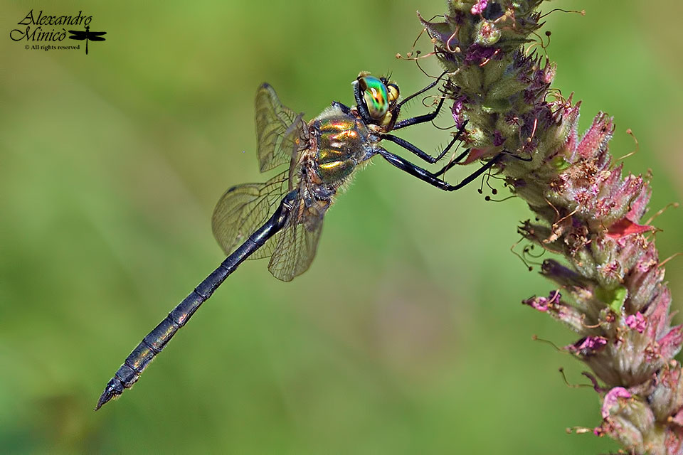 Somatochlora meridionalis (Nielsen, 1935) ♂