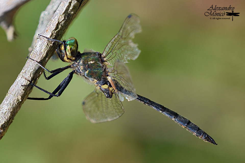 Somatochlora meridionalis (Nielsen, 1935) ♂