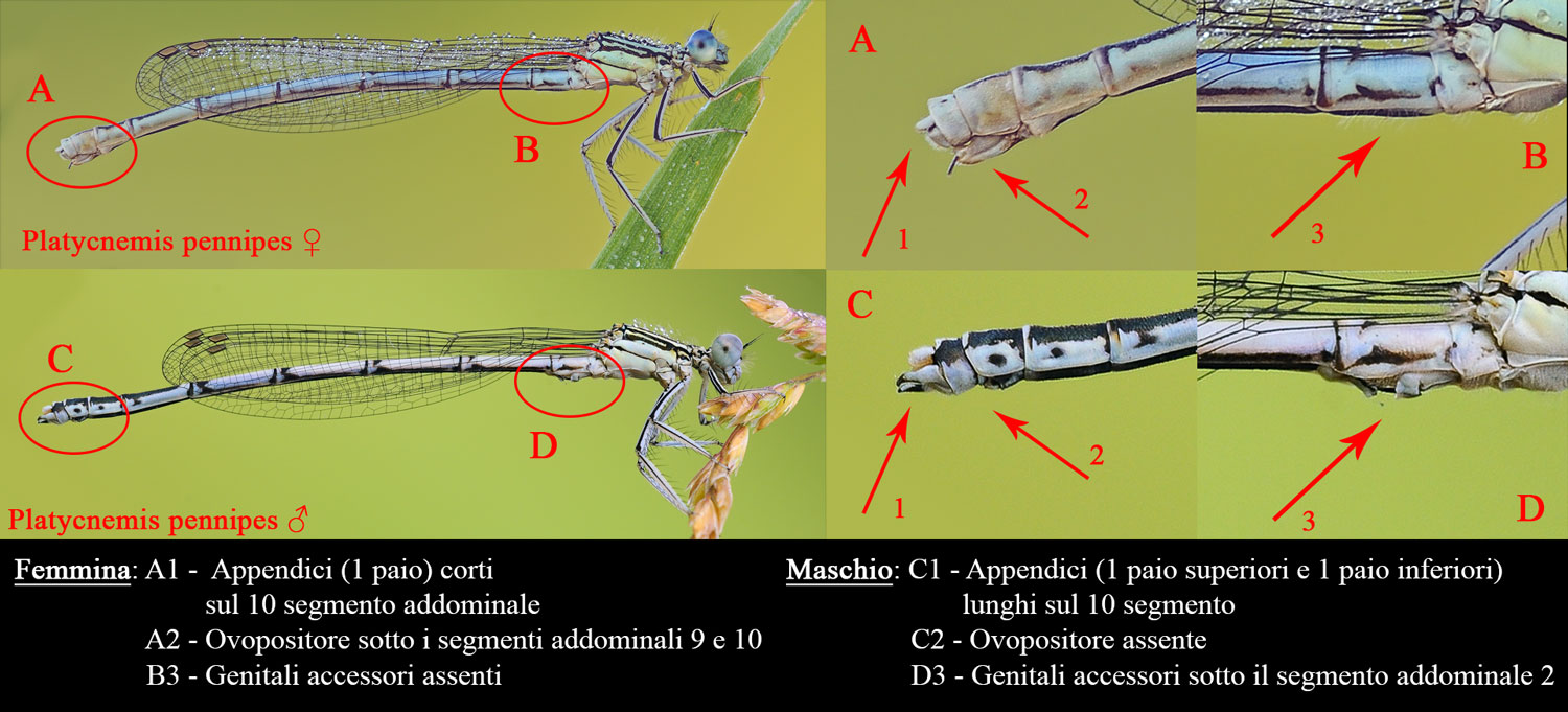 Platycnemis pennipes maschi e femmine