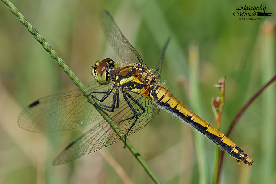 Sympetrum danae (Sulzer, 1776) ♂ e ♀ accoppiamento