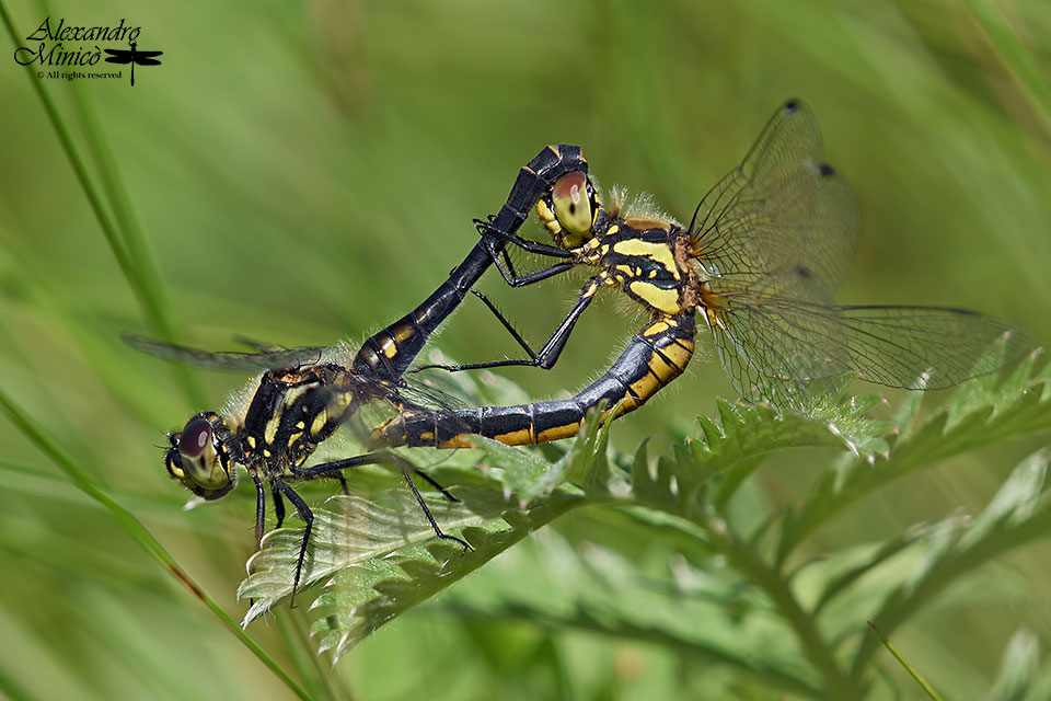 Sympetrum danae (Sulzer, 1776) ♂ e ♀ accoppiamento