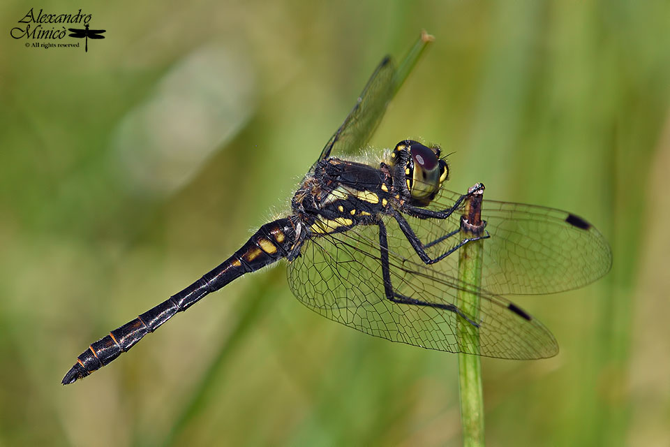 Sympetrum danae (Sulzer, 1776) ♂ e ♀ accoppiamento