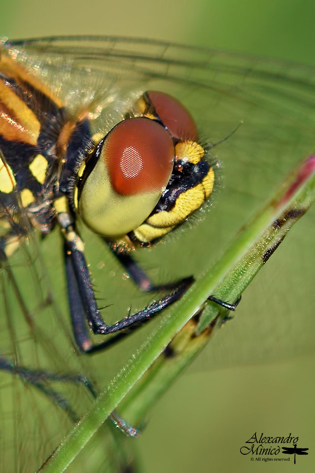 Sympetrum danae (Sulzer, 1776) ♂ e ♀ accoppiamento