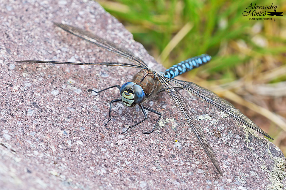 Aeshna caerulea (Strm, 1783) ♂ e accoppiamento