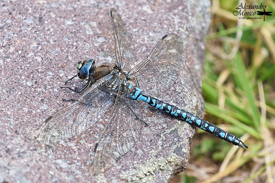 Aeshna caerulea (Strm, 1783) ♂ e accoppiamento