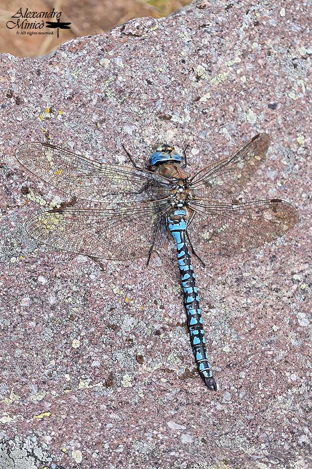 Aeshna caerulea (Strm, 1783) ♂ e accoppiamento
