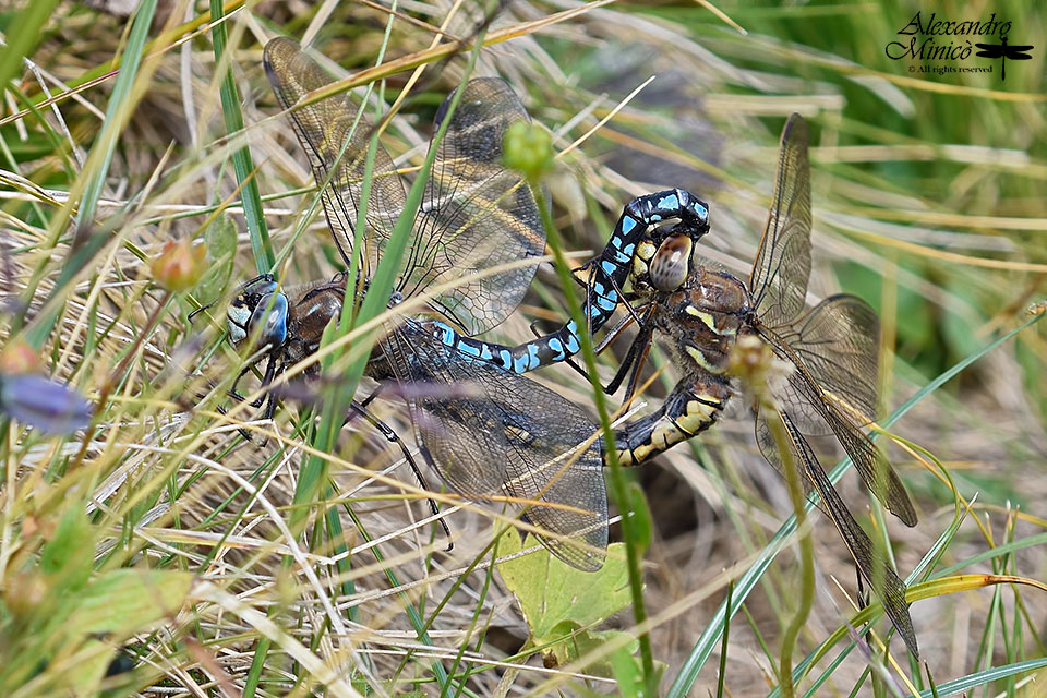 Aeshna caerulea (Strm, 1783) ♂ e accoppiamento