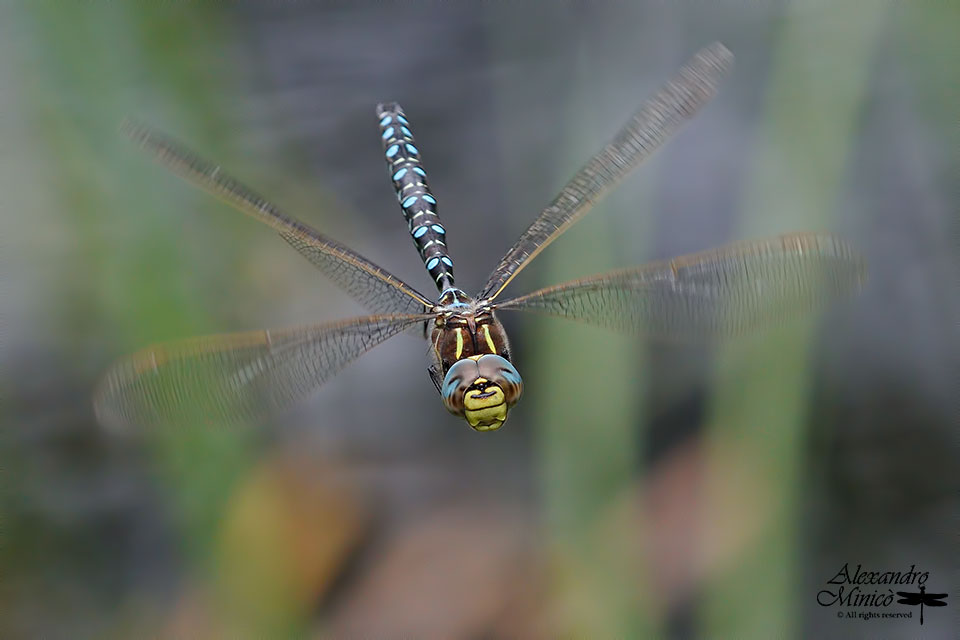 Aeshna juncea (Linnaeus, 1758) ♂