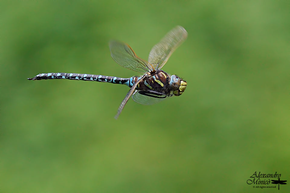 Aeshna juncea (Linnaeus, 1758) ♂