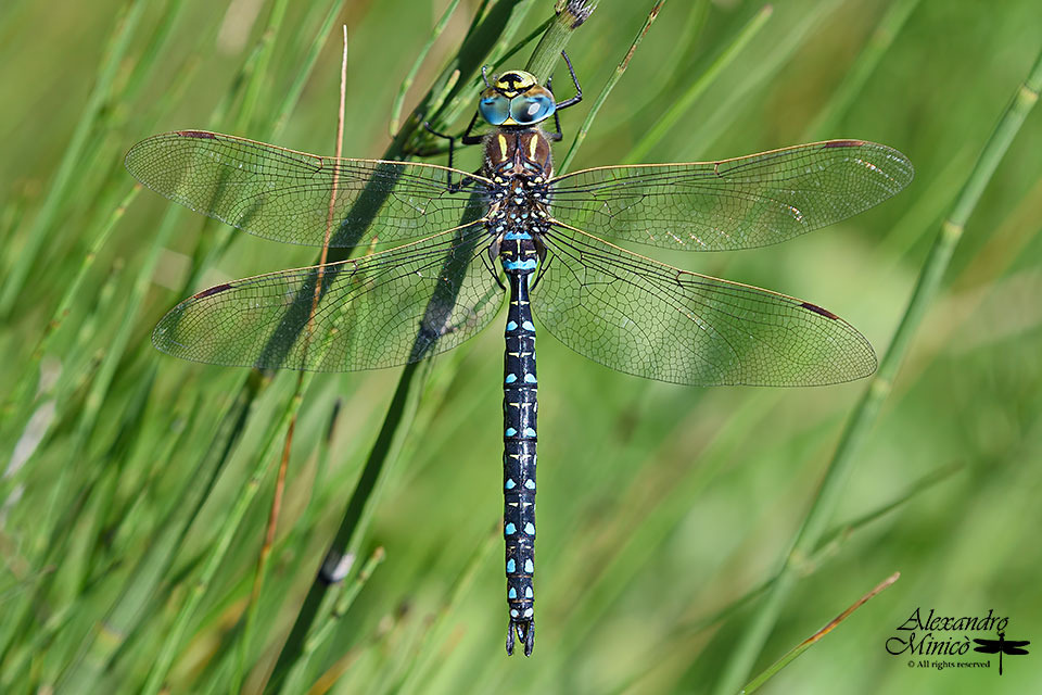 Aeshna juncea (Linnaeus, 1758) ♂