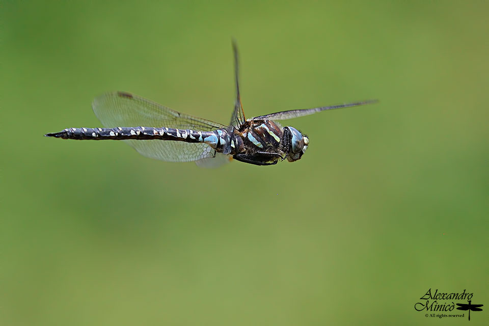 Aeshna subarctica (Walker, 1908) ♂