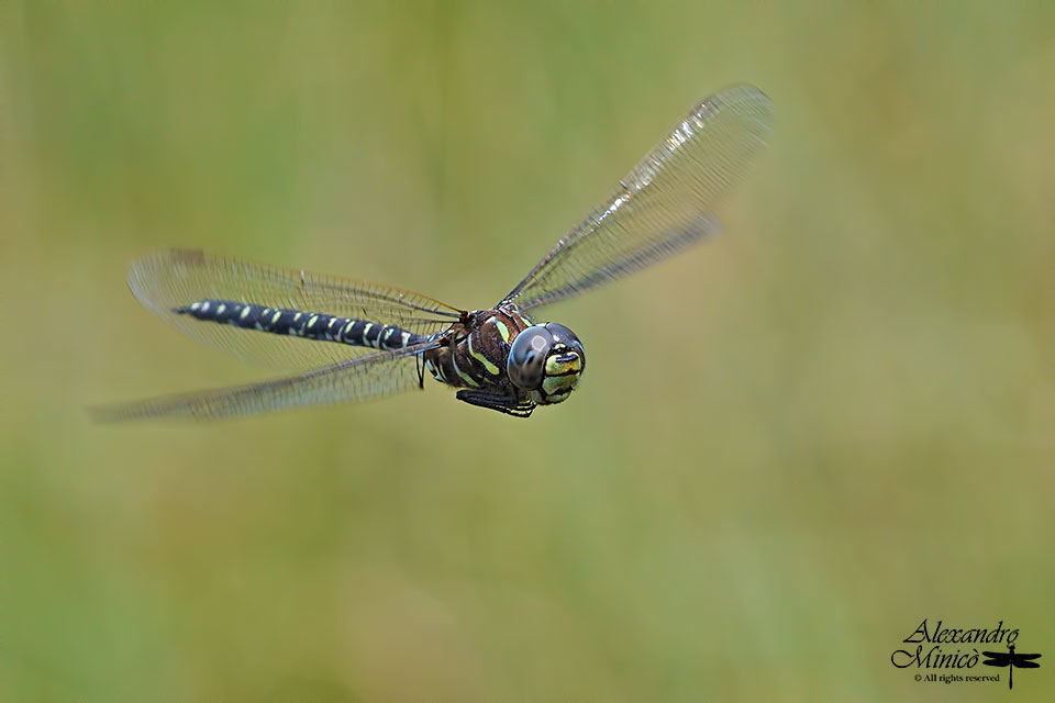 Aeshna subarctica (Walker, 1908) ♂