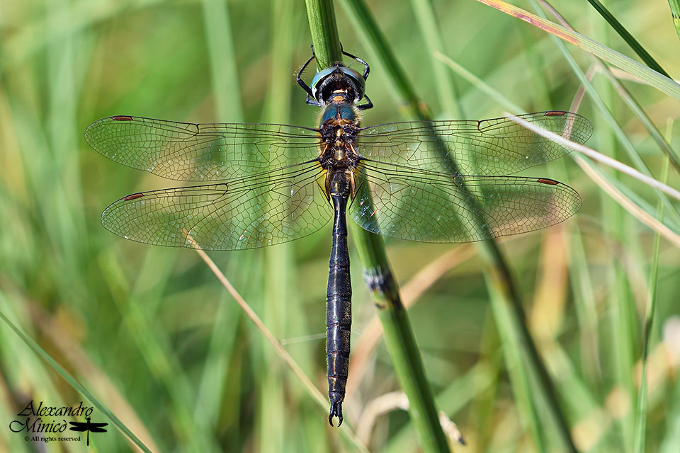 Somatochlora arctica (Zetterstedt, 1840) ♂