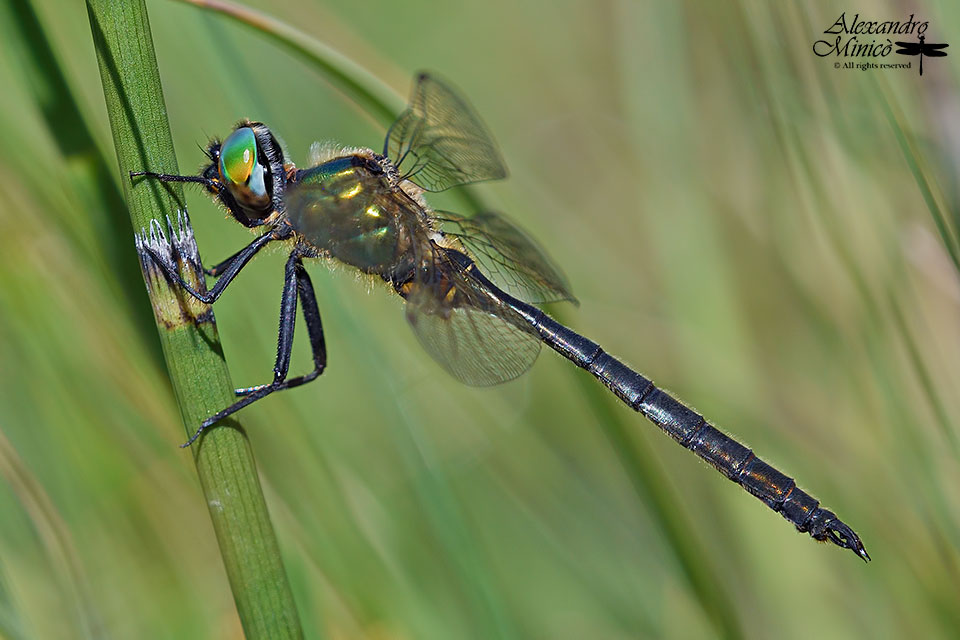 Somatochlora arctica (Zetterstedt, 1840) ♂