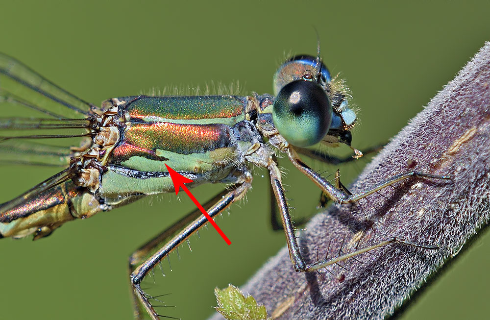 Chalcolestes viridis? No, Lestes sponsa giovane maschio