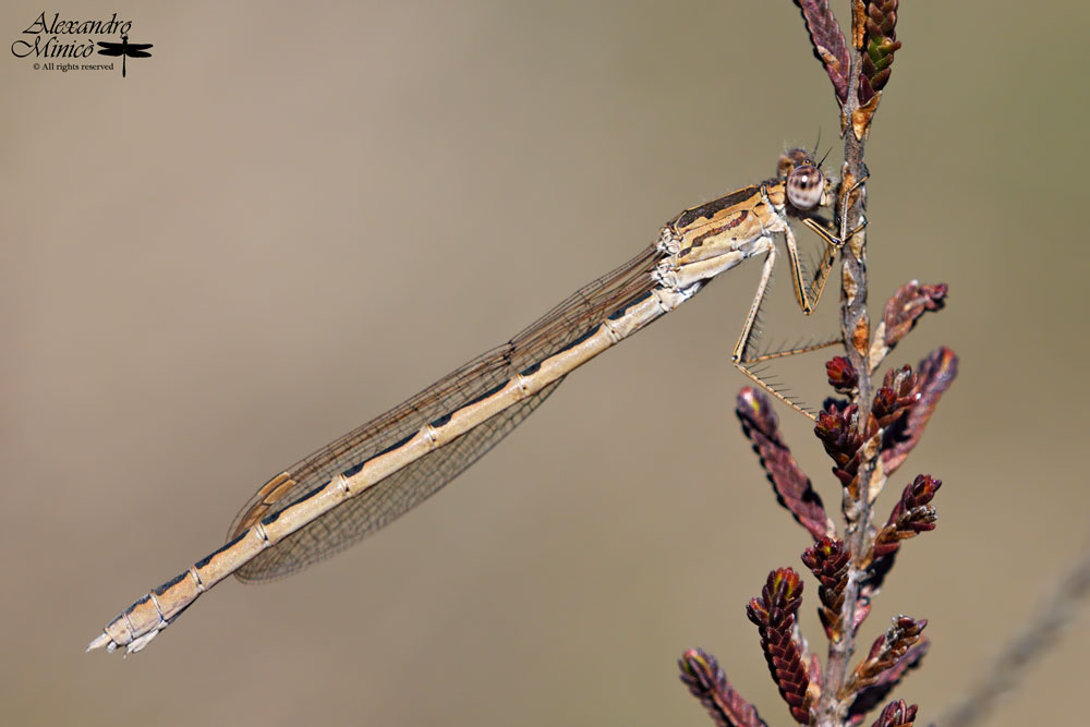 Sympecma paedisca (Brauer, 1877) ♂ e ♀