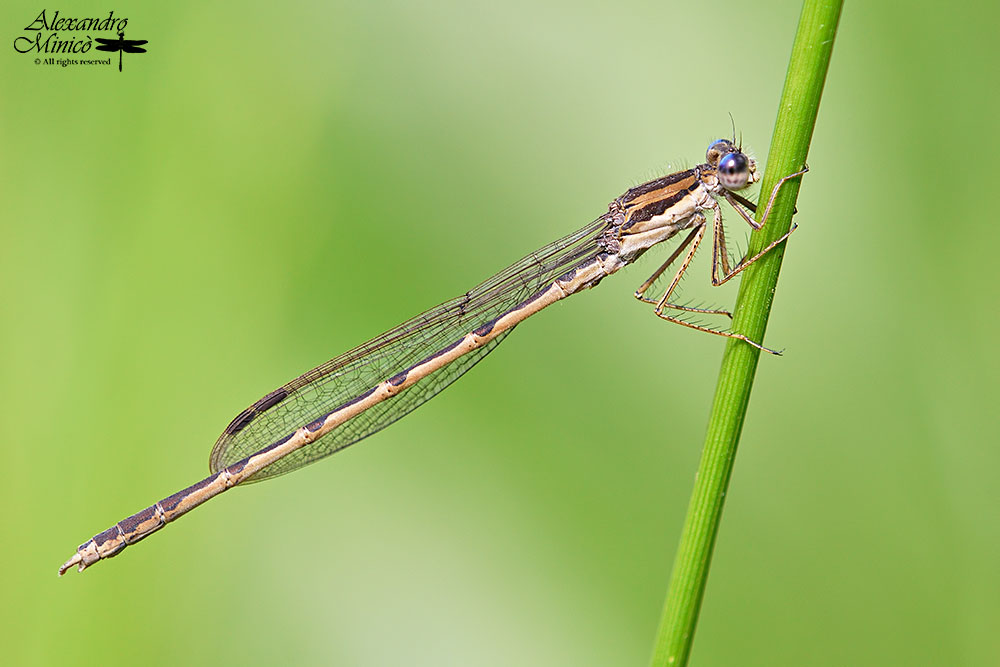 Sympecma fusca (Vander Linden, 1820) ♂ + habitat
